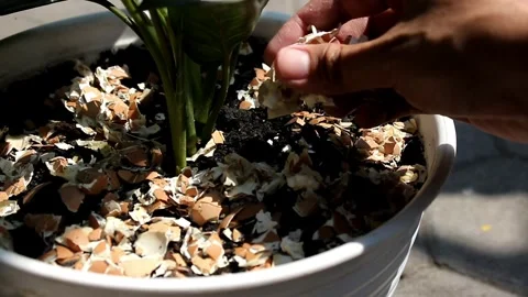 The egg shells on a plant are useful as plant fertilizer Stock Footage 276452735