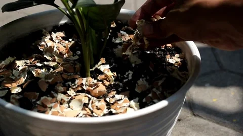The egg shells on a plant are useful as plant fertilizer Stock Footage 276452736