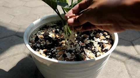 The egg shells on a plant are useful as plant fertilizer Stock Footage 276452772