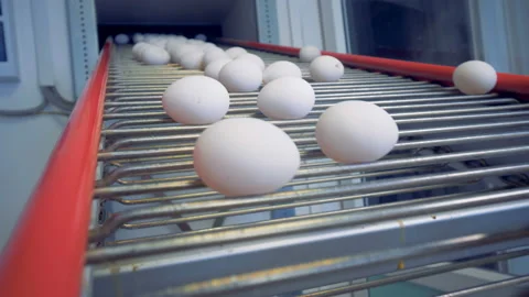 Egg sorting equipment at poultry. Eggs are moving on a factory conveyor. Stock Footage 87296610