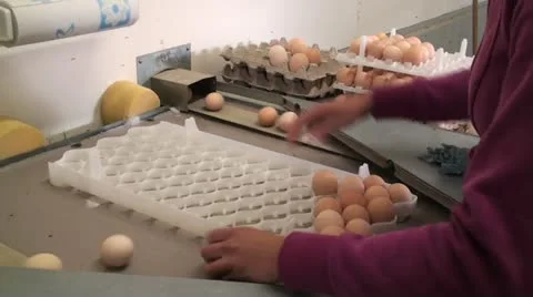 Egg Sorting Stock Footage 12632727