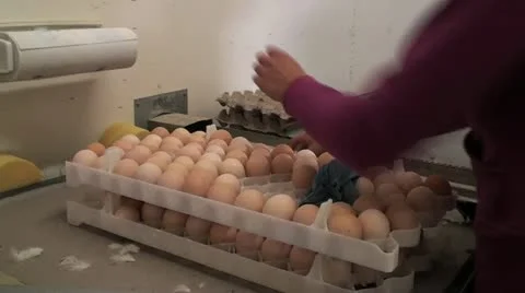 Egg Sorting Vidéo 12638438