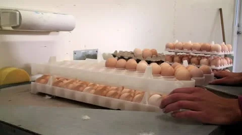Egg Sorting Stock Footage 12638693