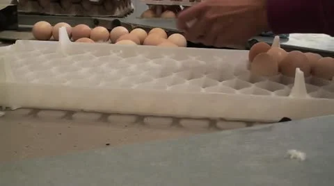 Egg Sorting Vidéo 12645313
