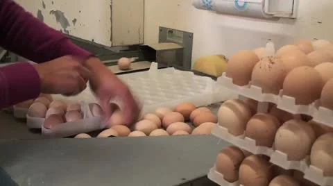 Egg sorting Stock Footage 12645365