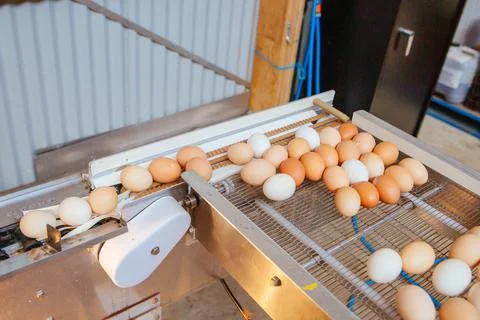 Egg Sorting Machine in Australia Stock Photos