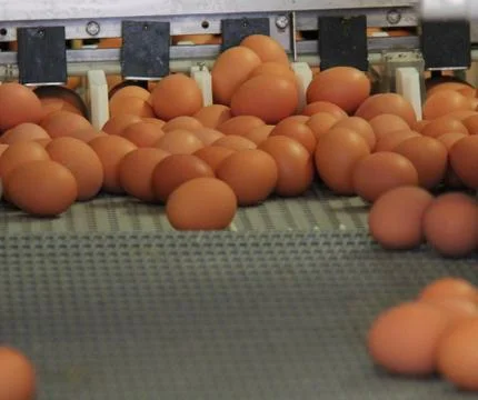 Egg Sorting Machine. Stock Photos