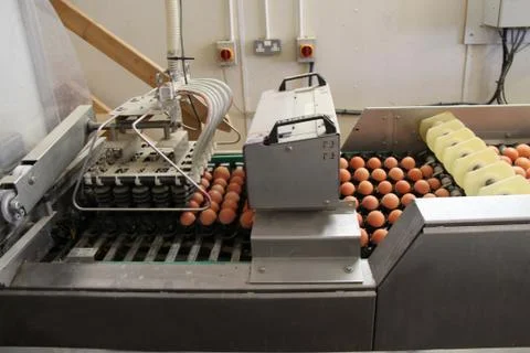 Egg Sorting Machine. Stock Photos