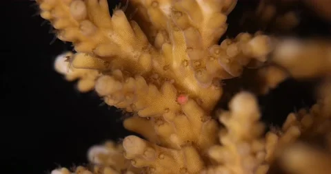 Egg-sperm bundle release during the annual coral spawning of Acropora tenuis Stock Footage 144409988
