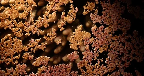 Egg-sperm bundles released by Acropora millepora floating at the water surface Stock Footage 144412044