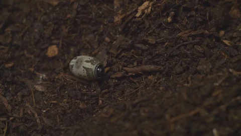 Egg Stick Insect Vidéo 113154736