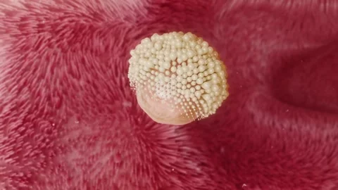 Egg transforms into a fertilized zygote, then migrates to the uterus Vidéo 345012836