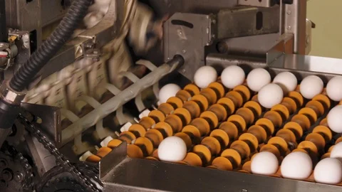 Egg travel on conveyor belt towards filling machine Stock Footage