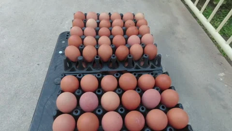 Egg Tray on Moving Cart with Attached Camera Rig Stock Footage 289346555