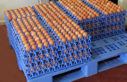 Egg Trays. Stock Photos