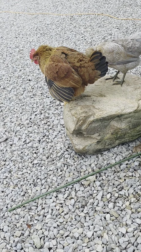 Egg Unexpectedly Pops Out of Chicken - 21 Aug 2025 Video stock 315602512