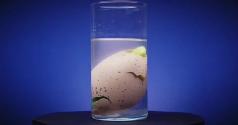 An Egg in Water Experiment That Effectively Demonstrates the Concepts of Stock Footage 297953320