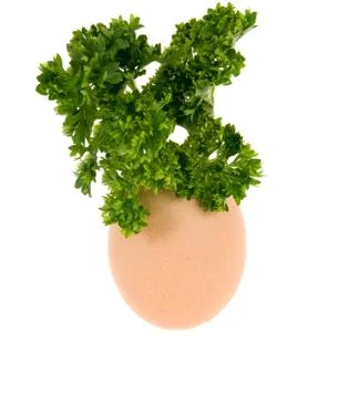 Egg from which grows herb Stock Photos
