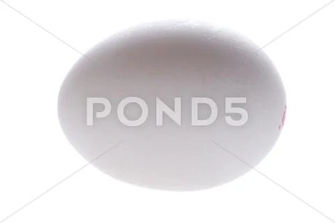 Egg on white Stock Photos
