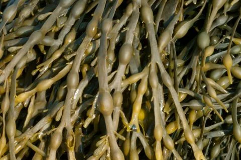 Egg Wrack Seaweed Stock Photos