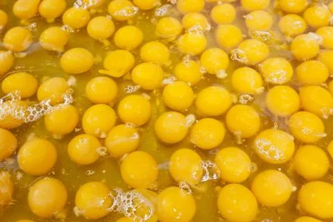 Egg yolk Stock Photos