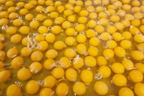 Egg yolk Stock Photos