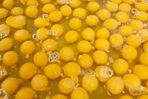 Egg yolk Foto stock
