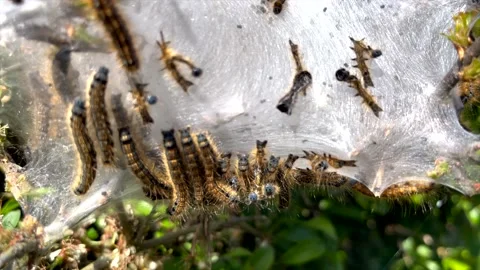 Eggar Moth Caterpillar Larvae in a silky web in a British hedgerow Stock Footage 154318222