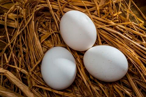 Egges in a straw nest Foto stock