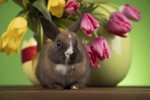 Egg,Little bunny, happy easter background Stock Photos
