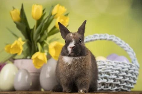 Egg,Little bunny, happy easter background Stock Photos