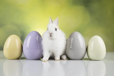 Egg,Little bunny, happy easter background Stock Photos