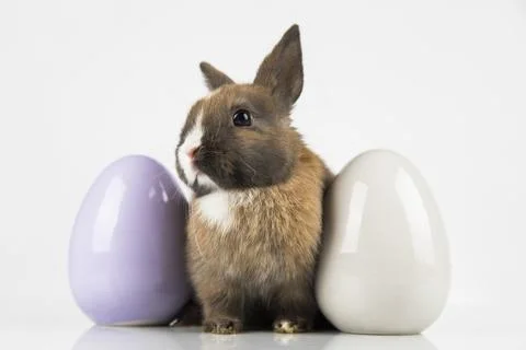 Egg,Little bunny, happy easter background Stock Photos