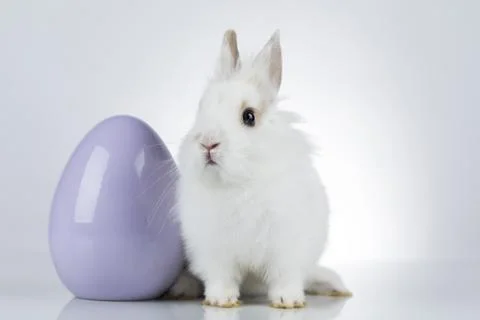Egg,Little bunny, happy easter background Stock Photos