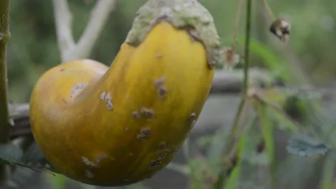 Eggplant attacked by pests Stock-Footage 228891327