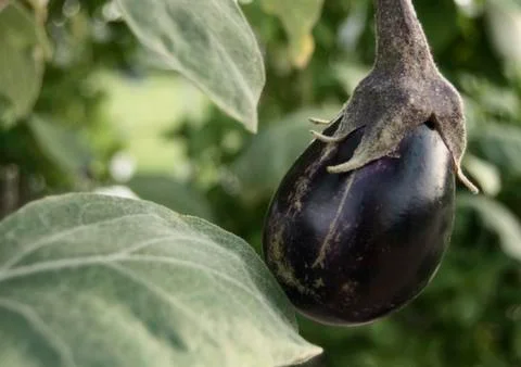 Eggplant on a bush Stock Photos