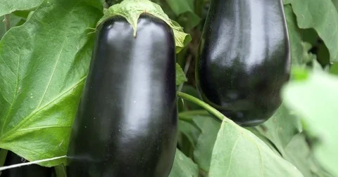 Eggplant close up Stock Footage 75382096