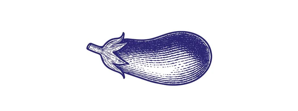 Eggplant Drawing Vector – Fresh Vegetable Illustration Stock Illustration