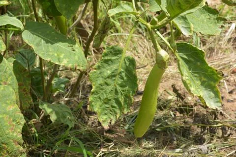 Eggplant on eggplant's tree. Stock Photos