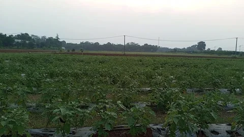 Eggplant farm Stock Footage 242595982