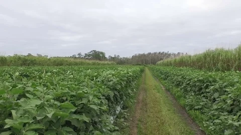 Eggplant Field Aerial Video stock 75382145