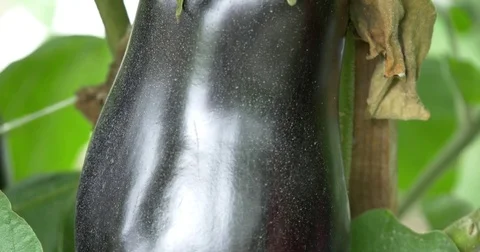 Eggplant Field CU Stock Footage 75382104