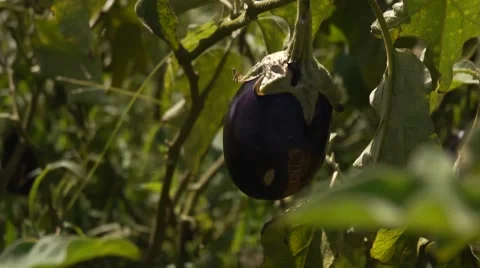 Eggplant field 스톡 동영상 68611177