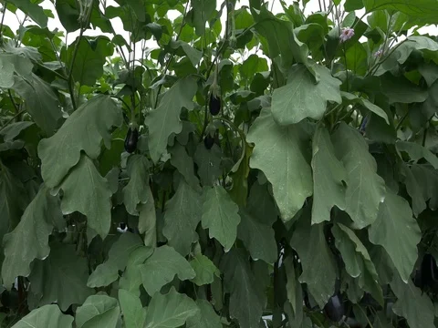 Eggplant Field Stock Footage 75382129