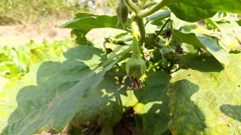 Eggplant flower. Stock Footage 160739418