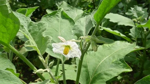 Eggplant flower. Stock Footage 254767921