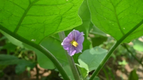 Eggplant flower. Stock Footage 254768468