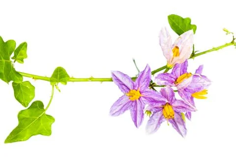 Eggplant flower isolated Stock Photos