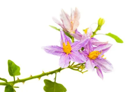Eggplant flower isolated Stock Photos