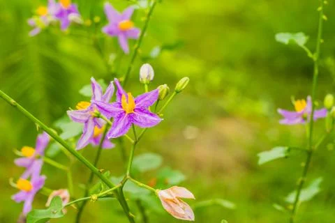 Eggplant flower Stock Photos